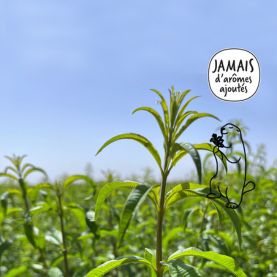 Tisanes et thés au vrai goût des plantes