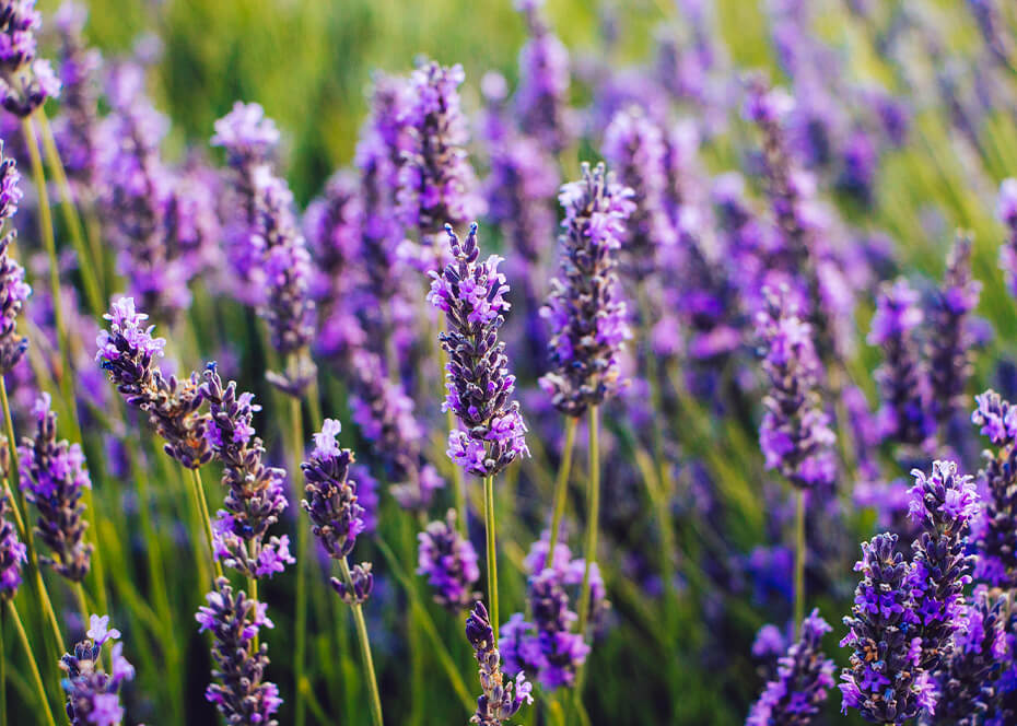 Lavender flowers can be used in herbal teas