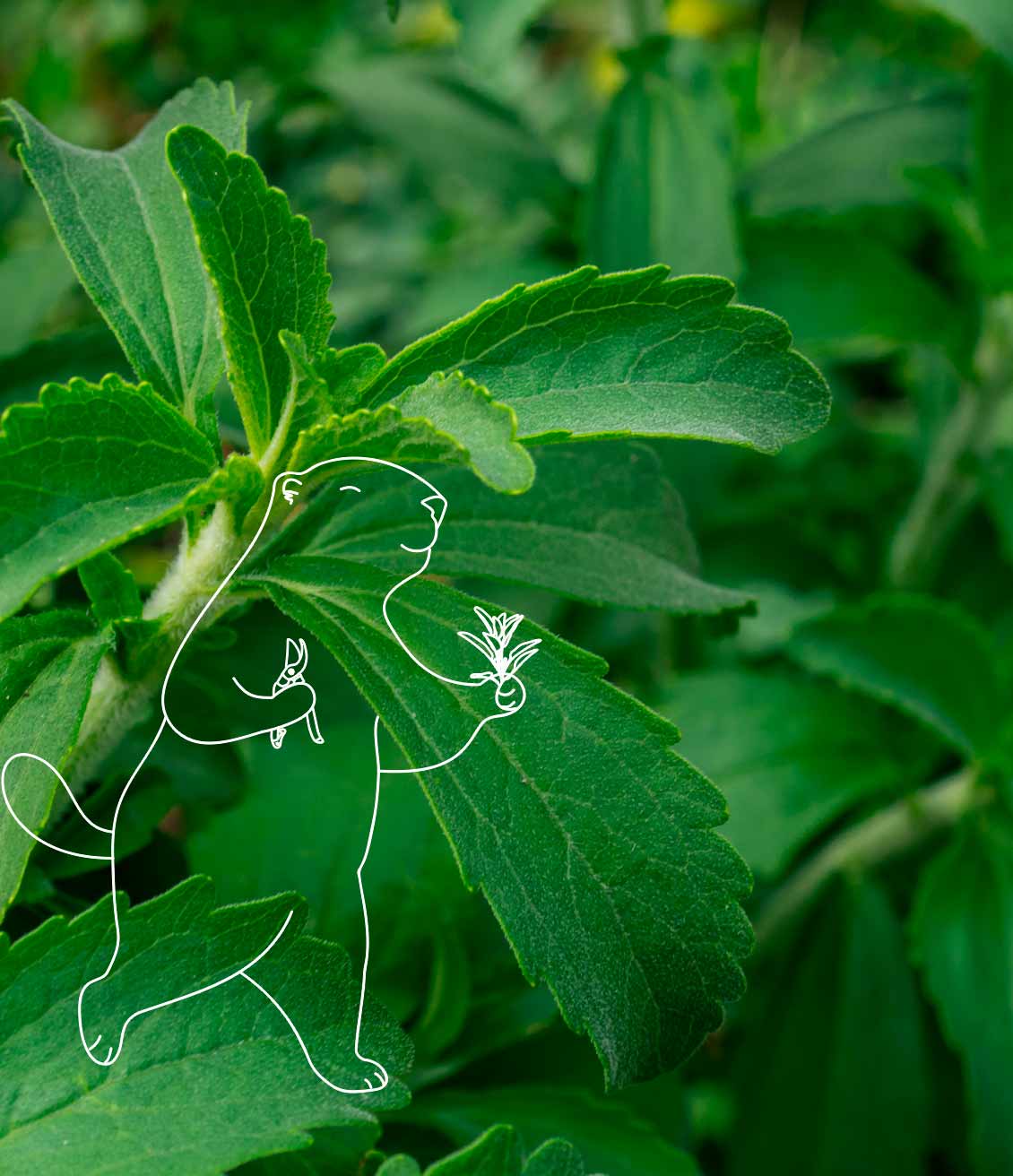 La stevia, une plante naturellement sucrante