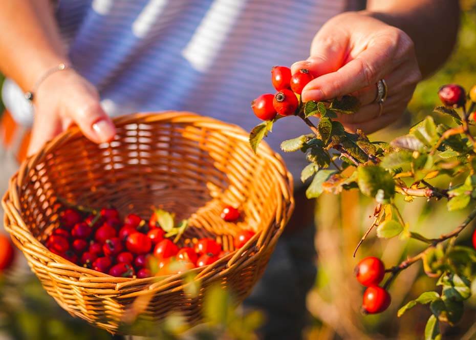 Rosehip red fruit is full of nutrients