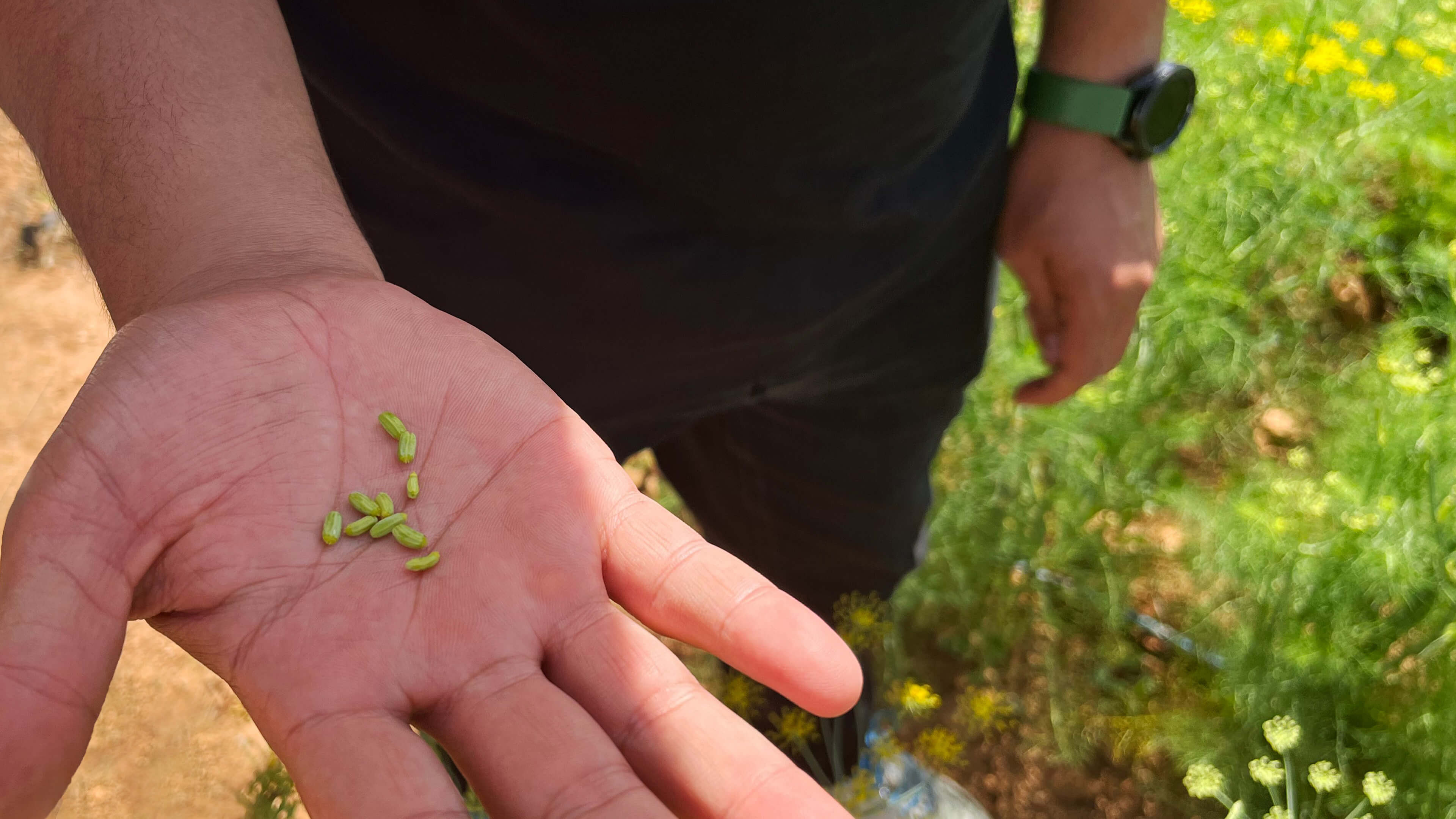 Graines de fenouil dans un champ de fenouil en France