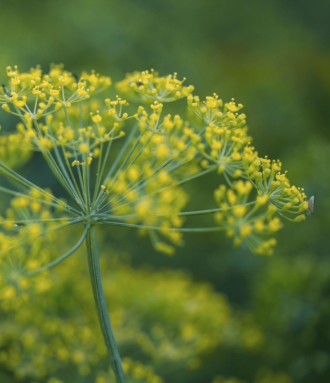 Pretty yellow fennel flowers will soon turn into seeds that will be used in herbal teas