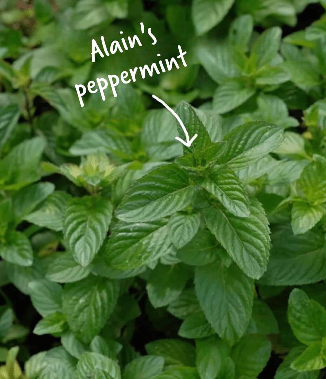 Zoom on the peppermint