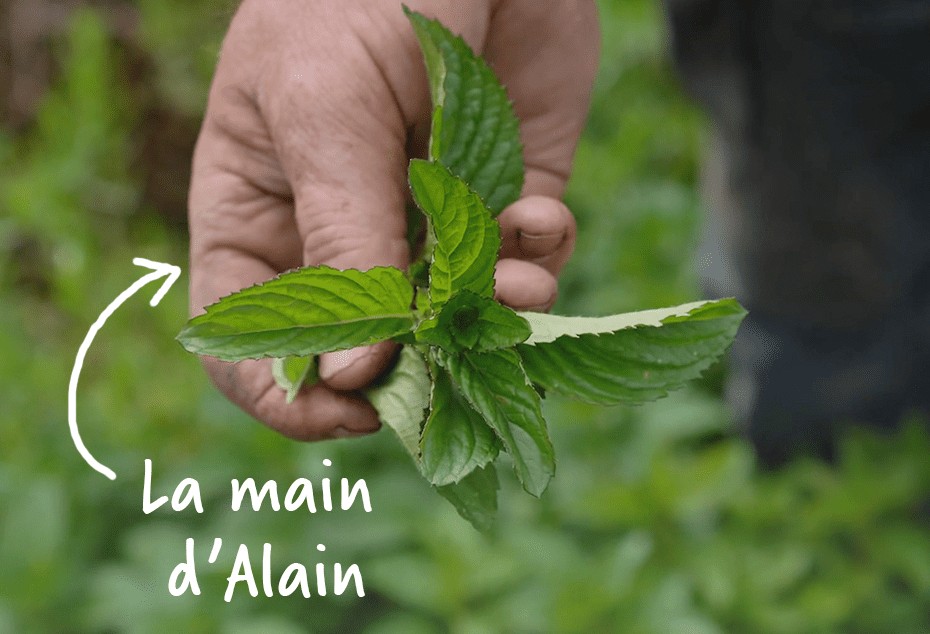 Main d'Alain portant des feuilles de menthe poivrée 