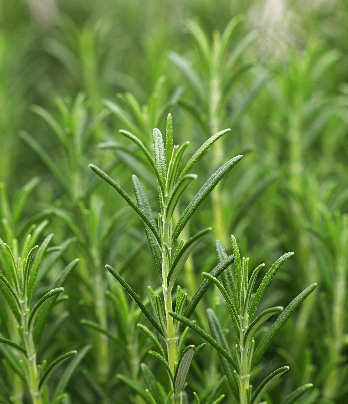 Plant de romarin en gros plan