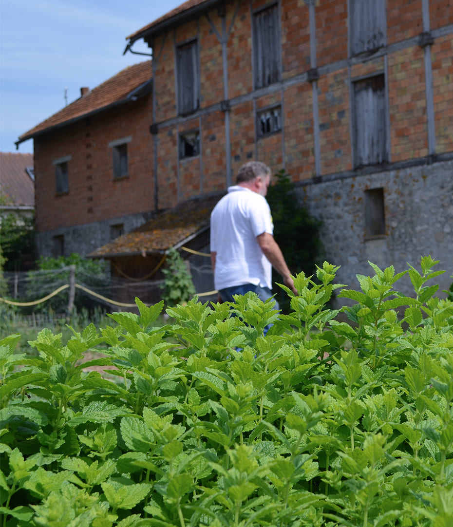 Loulou notre producteur de menthe au milieu de son champ