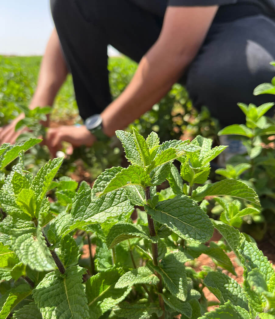 Récolte menthe à la main par un petit producteur