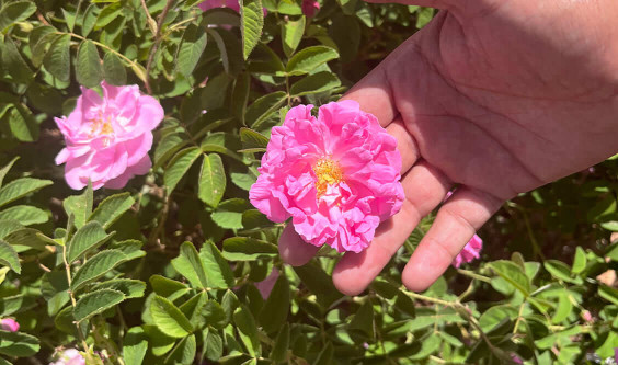 Notre amie la rose