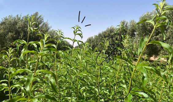 Meet the verbena growers