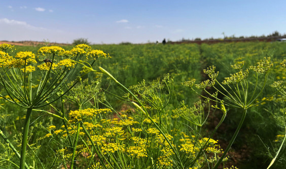 French Fennel