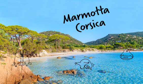 Marmotta Corsica!
